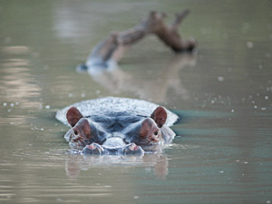 Hippo Submarine