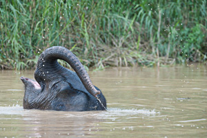 Shower / Borneo Pygmy Elephant